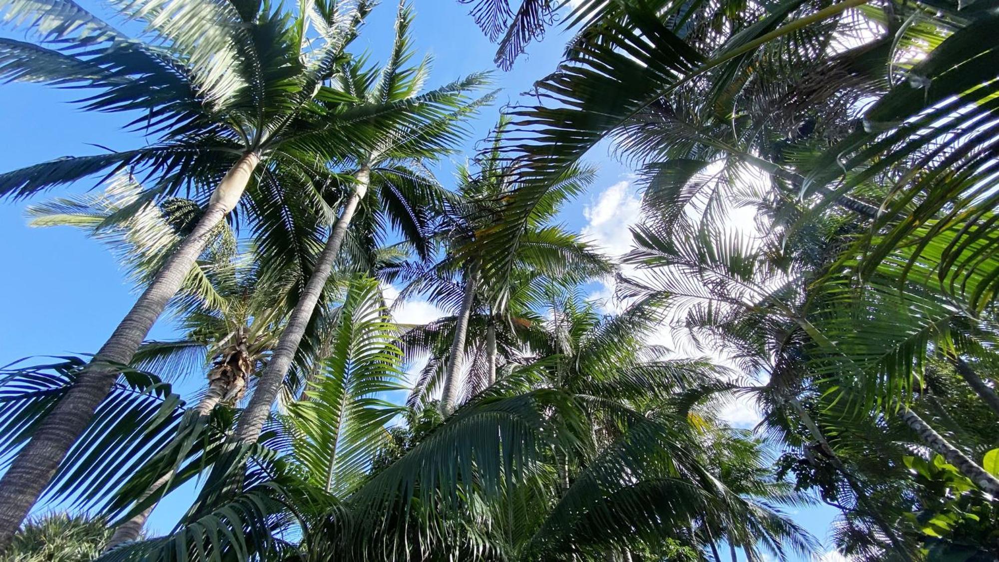 Coliver - Coliving A La Reunion Saint Pierre Zewnętrze zdjęcie