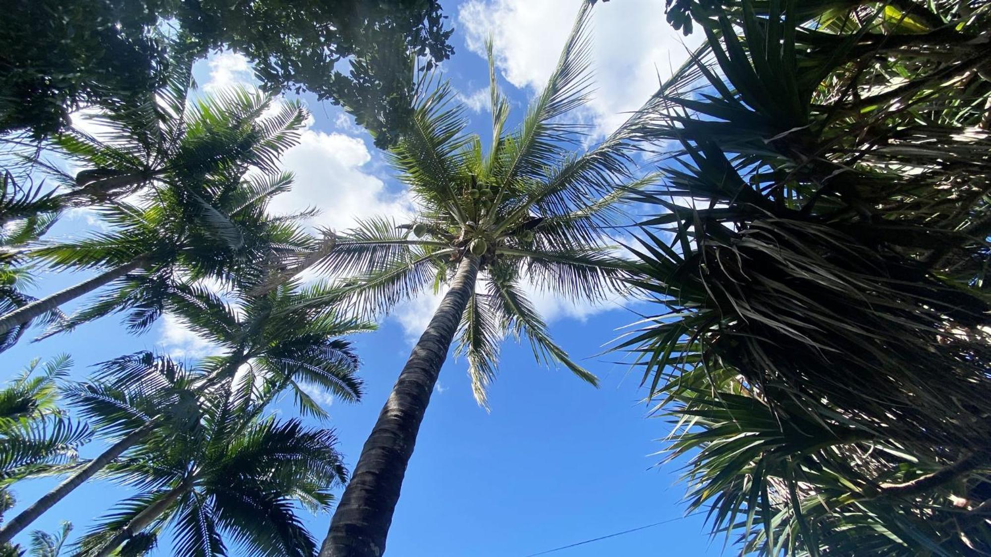 Coliver - Coliving A La Reunion Saint Pierre Zewnętrze zdjęcie